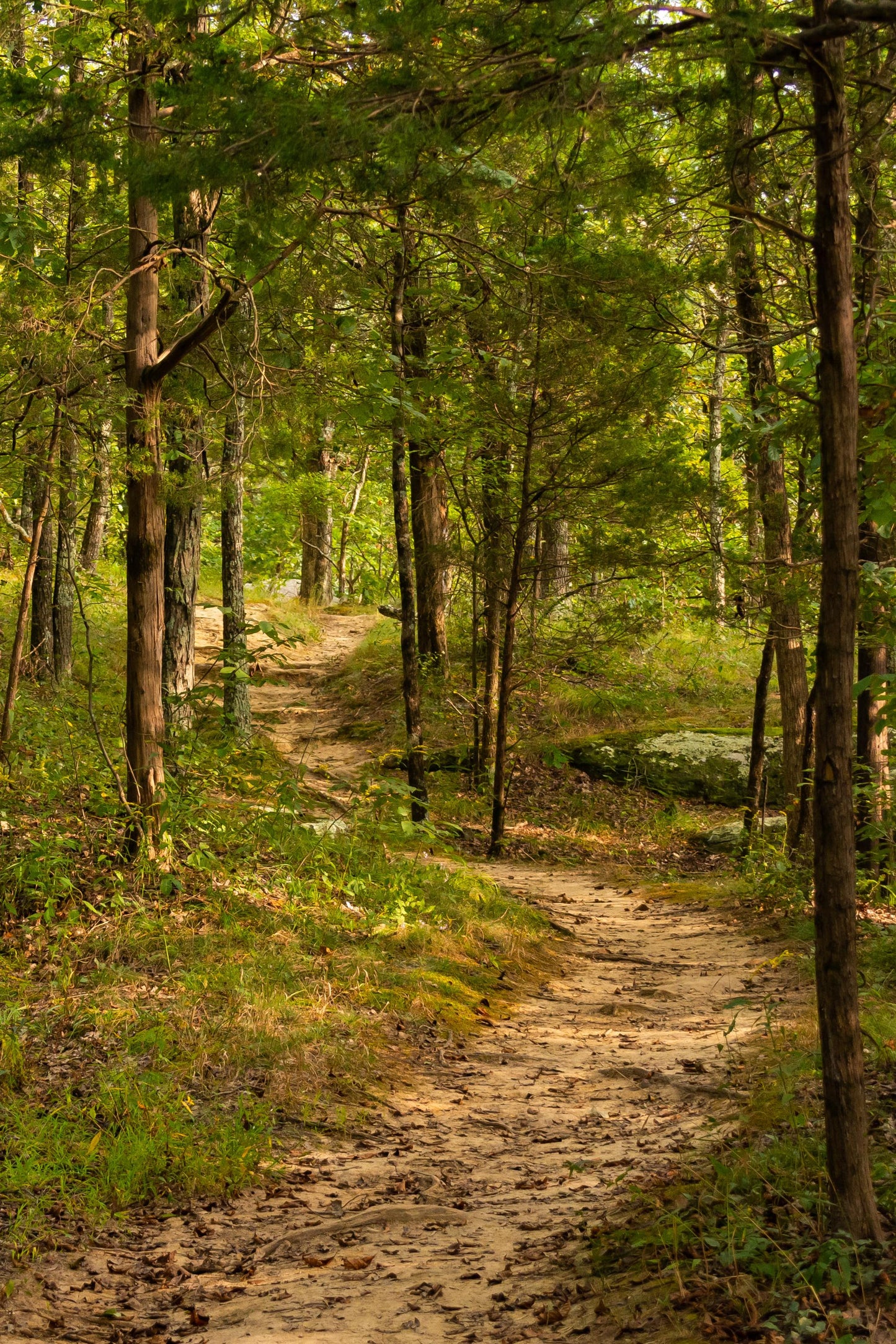 On the Loop Trail | Cypress, Pine Resin, Wild Citrus, Cedar, Wet Earth, Sea Salt, Greenery, Floral | Soy Wax Melt Snap Bar | Summer Sunshine