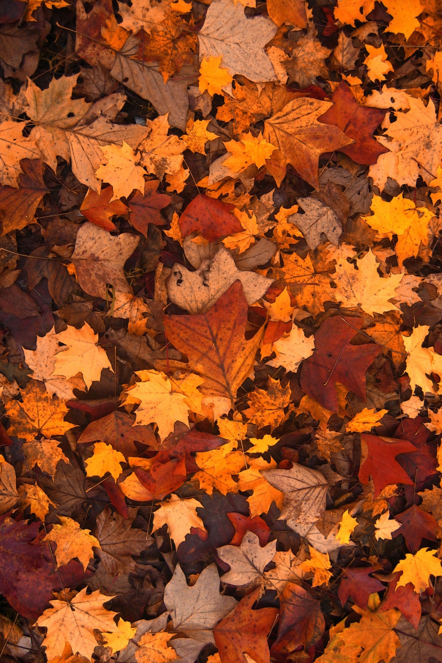 Our Fall Favorites