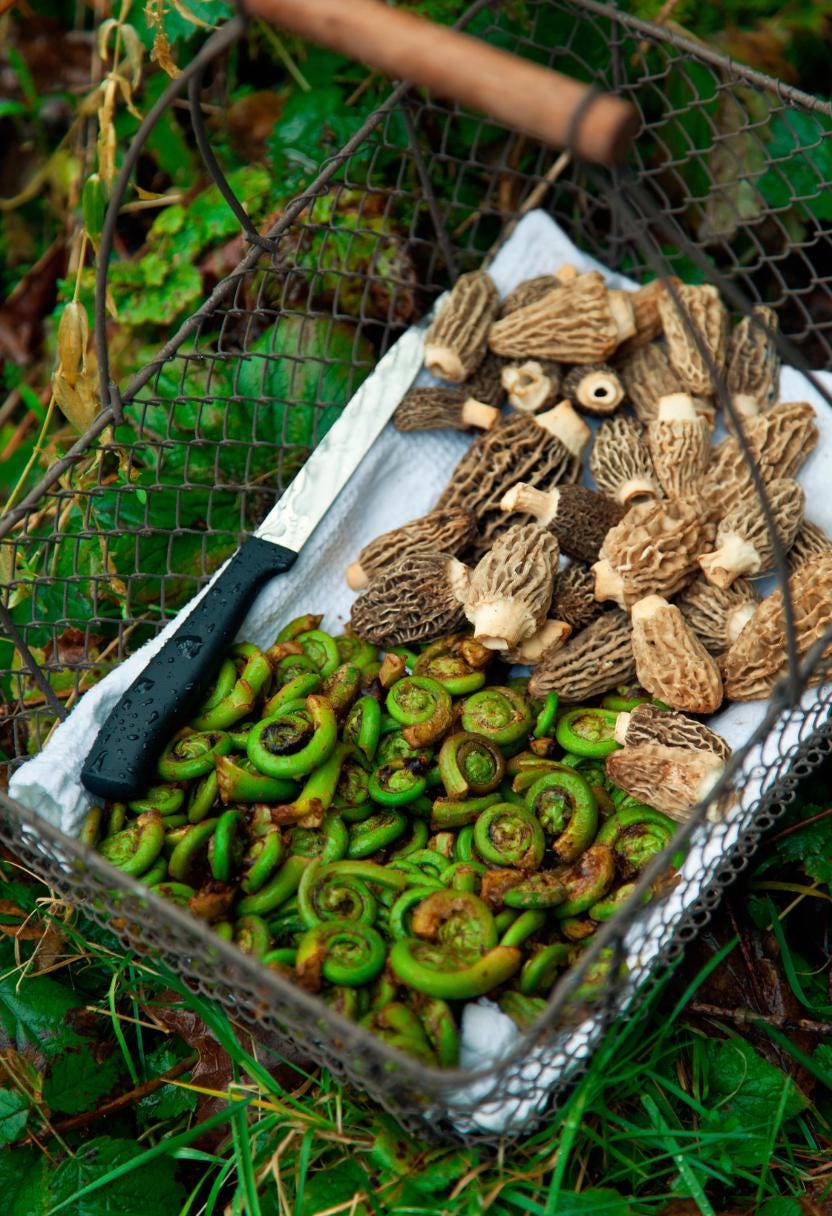 Forest Forage | Damp Forest Floor, Chestnut, Mushroom, Citrus, Rosemary, Eucalyptus | Natural Soy Wax Melt Snap Bar | Cottagecore Collection