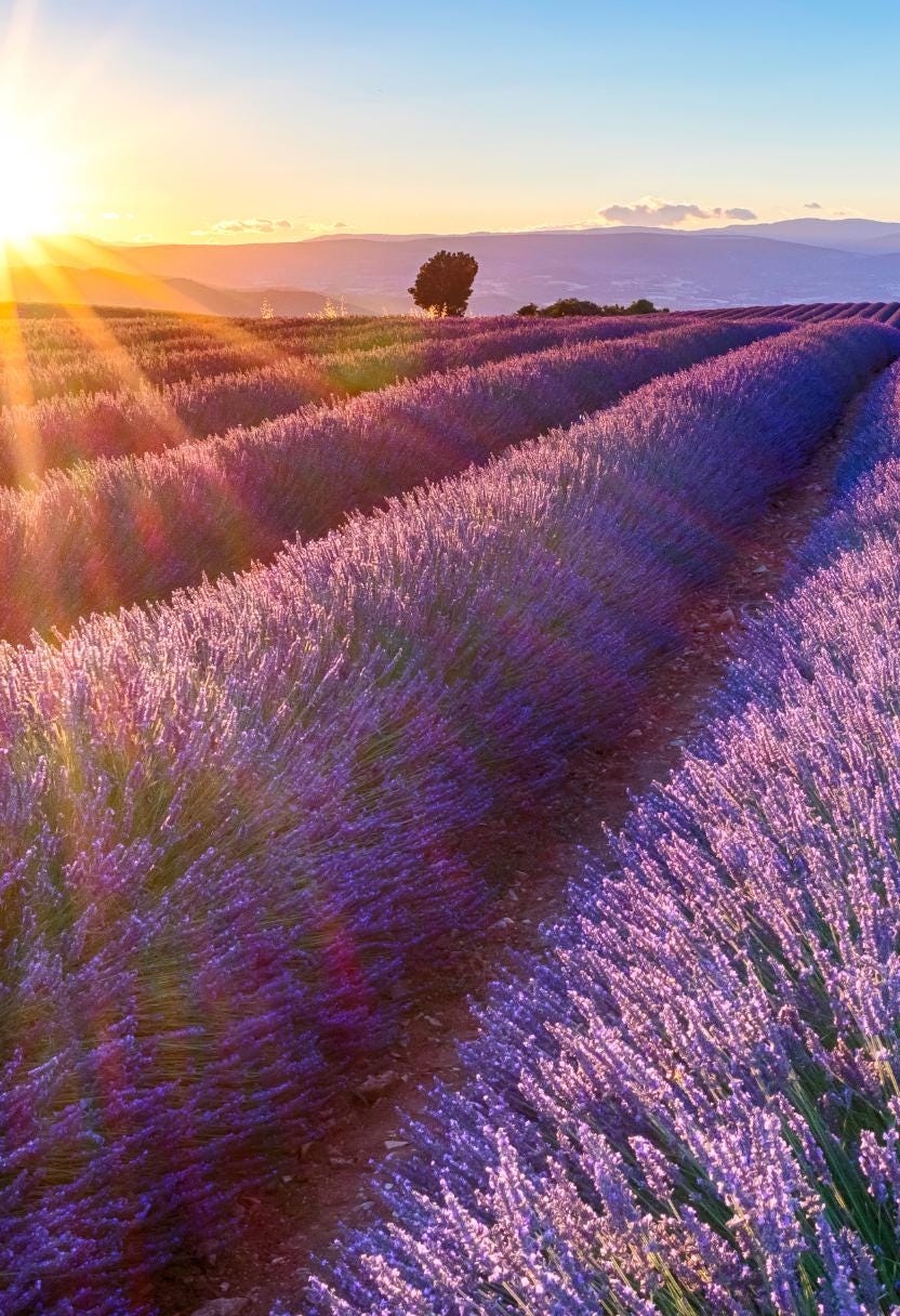 Lavender Fields of Sunshine | Calming notes of Lavender + Zesty Rays of Citrus | Natural Soy Wax Melt Snap Bar | Cottagecore Collection